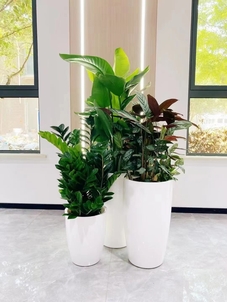 宁波余姚花卉租赁公司